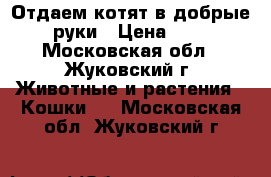Отдаем котят в добрые руки › Цена ­ 1 - Московская обл., Жуковский г. Животные и растения » Кошки   . Московская обл.,Жуковский г.